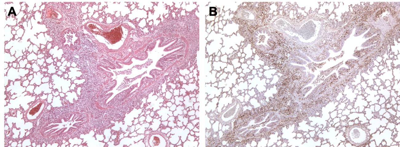 Pig lung co-infected by M. hyopneumoniae and PCV2. 